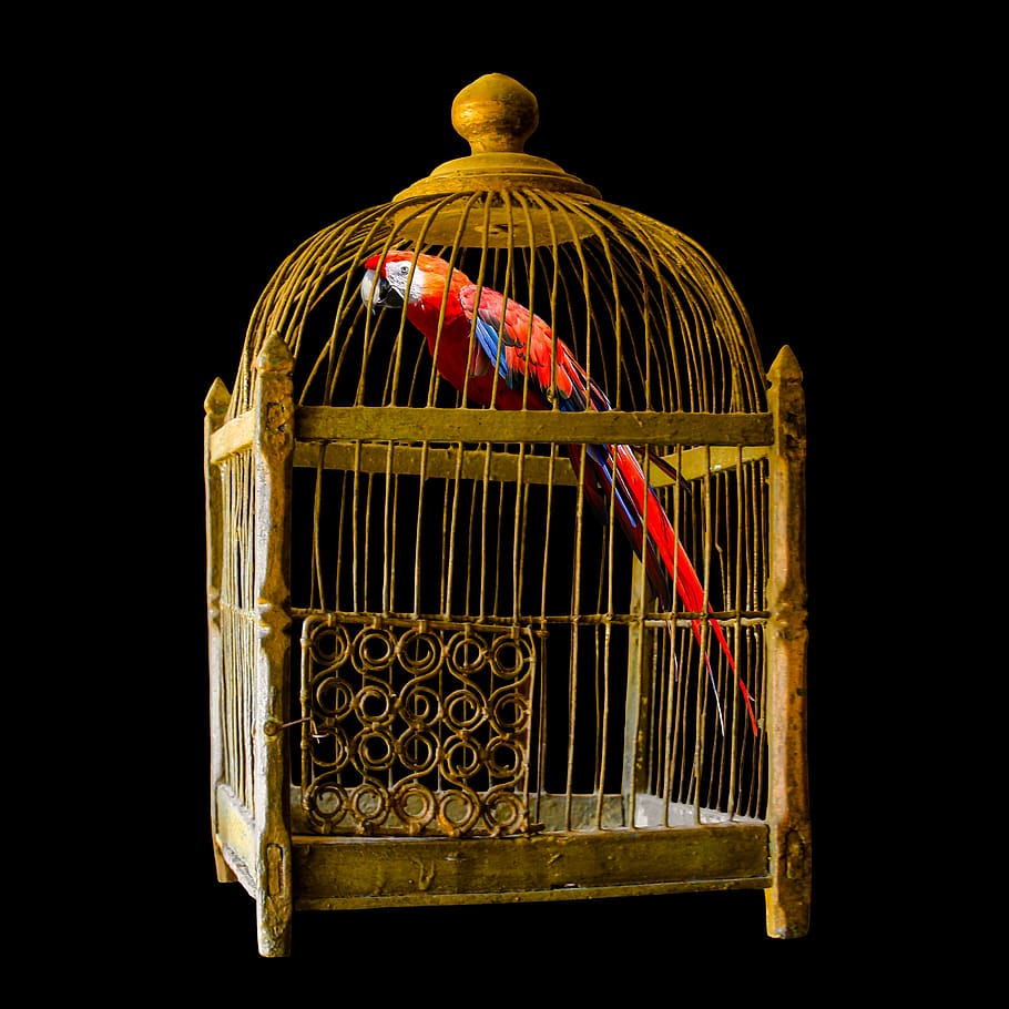 Image of a distressed animal in a cage