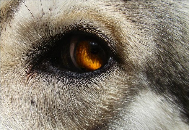 Image of a wolf with golden eyes