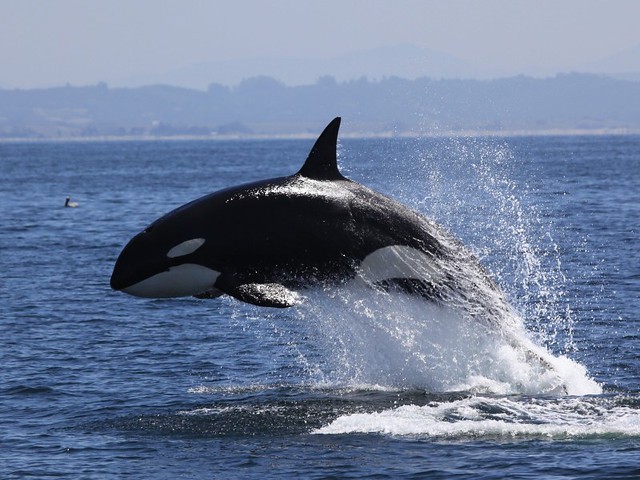 Killer whale chasing a person