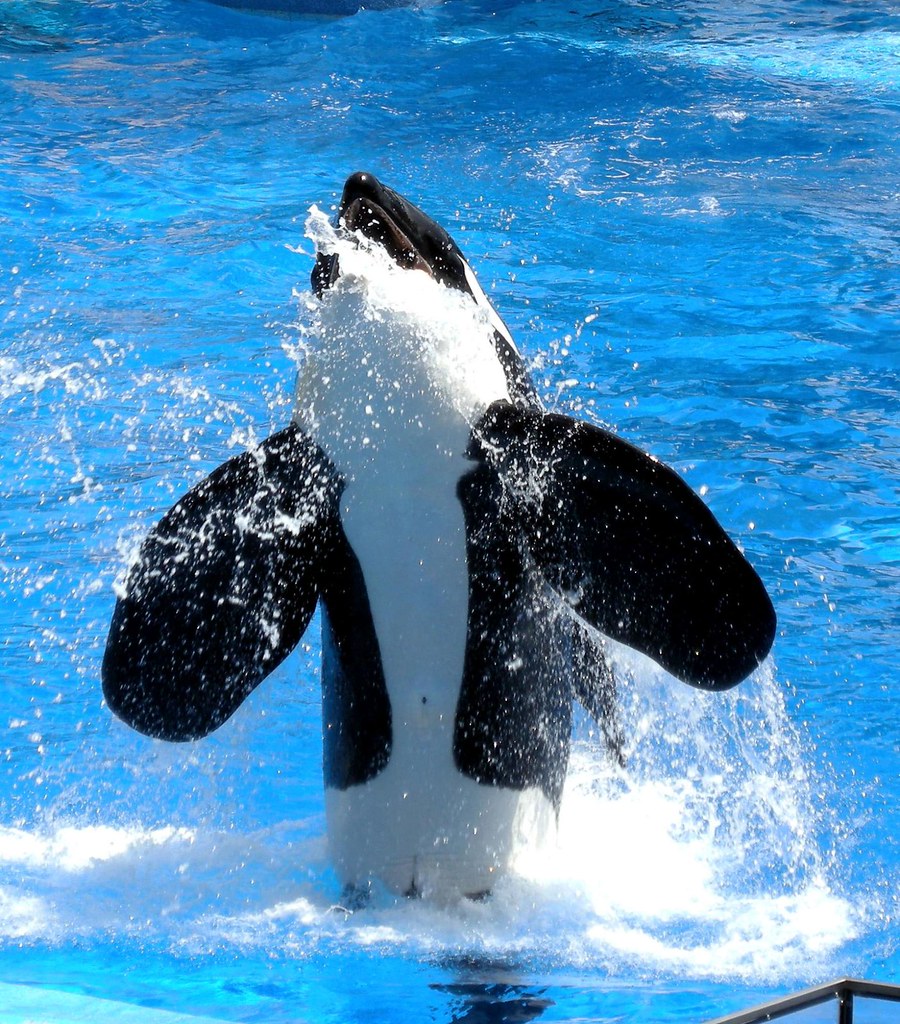 Killer whale jumping out of water.