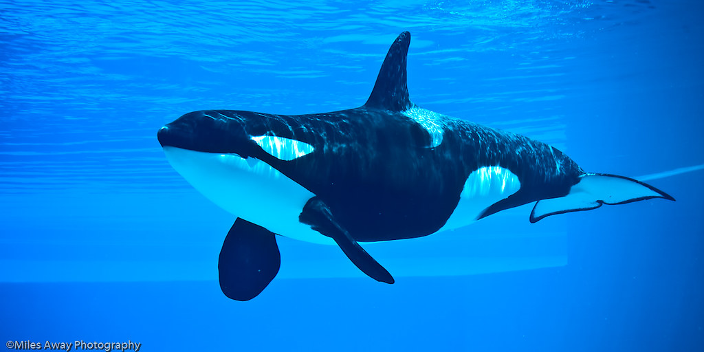 Killer whale swimming in a dream-like ocean