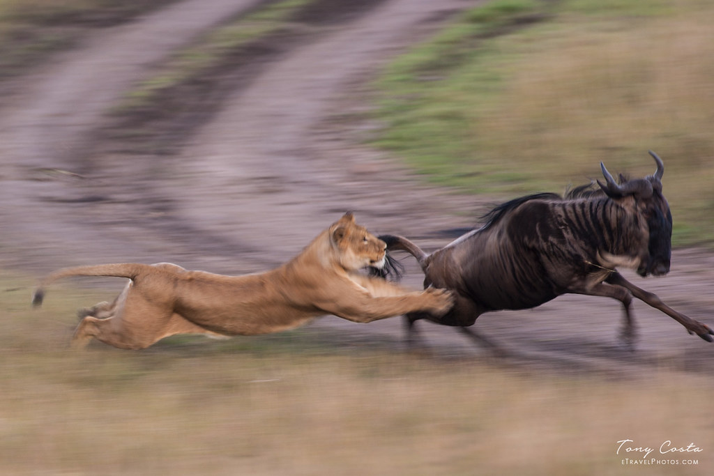Lion chasing a dreamer