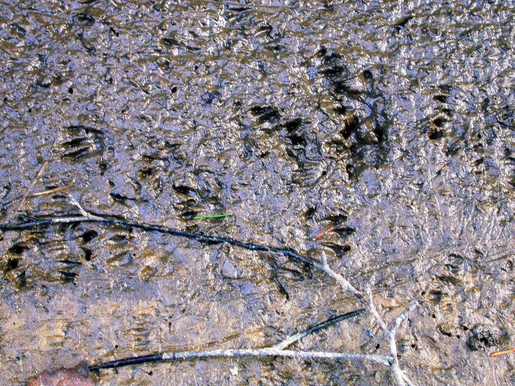 Muddy water with footprints