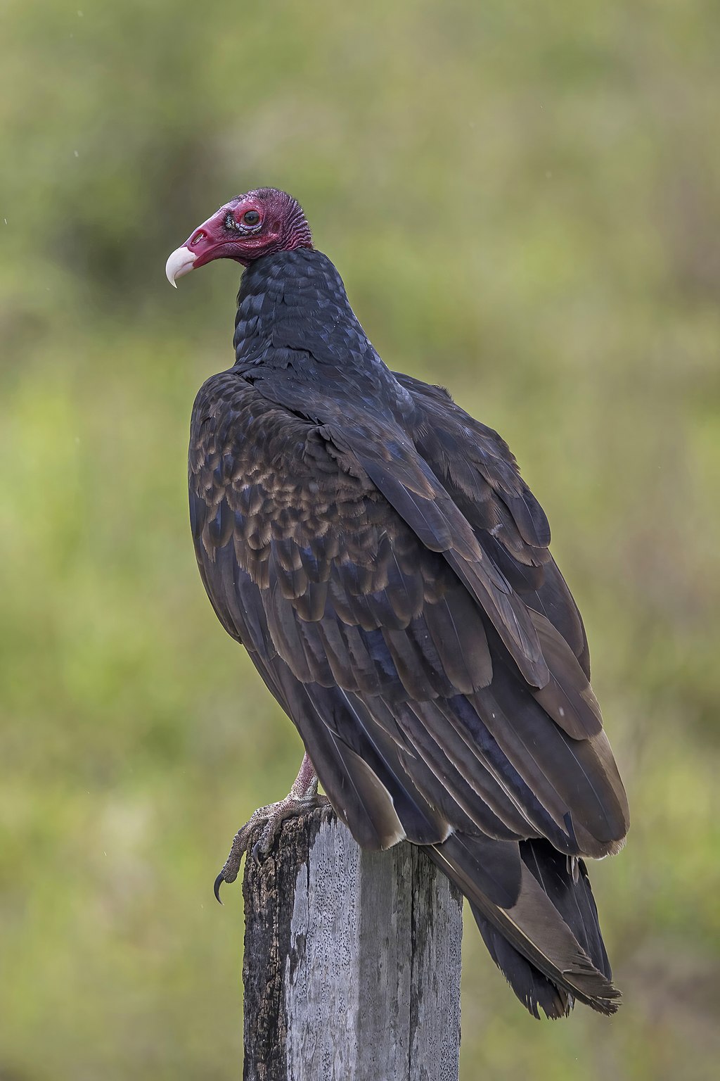 Multiple vultures in flight.