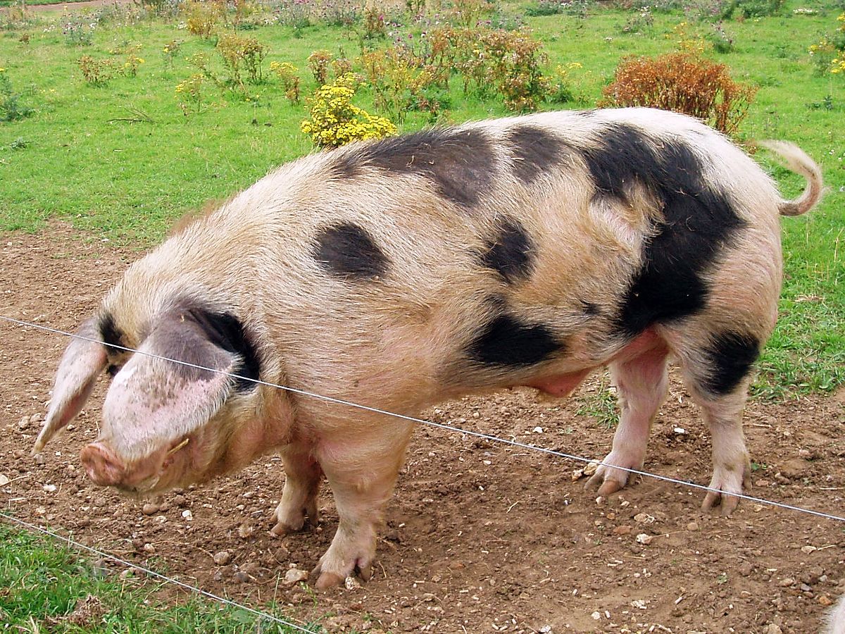 Pig with different colored spots