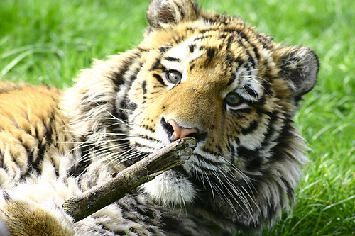 Playful tiger playing with a ball