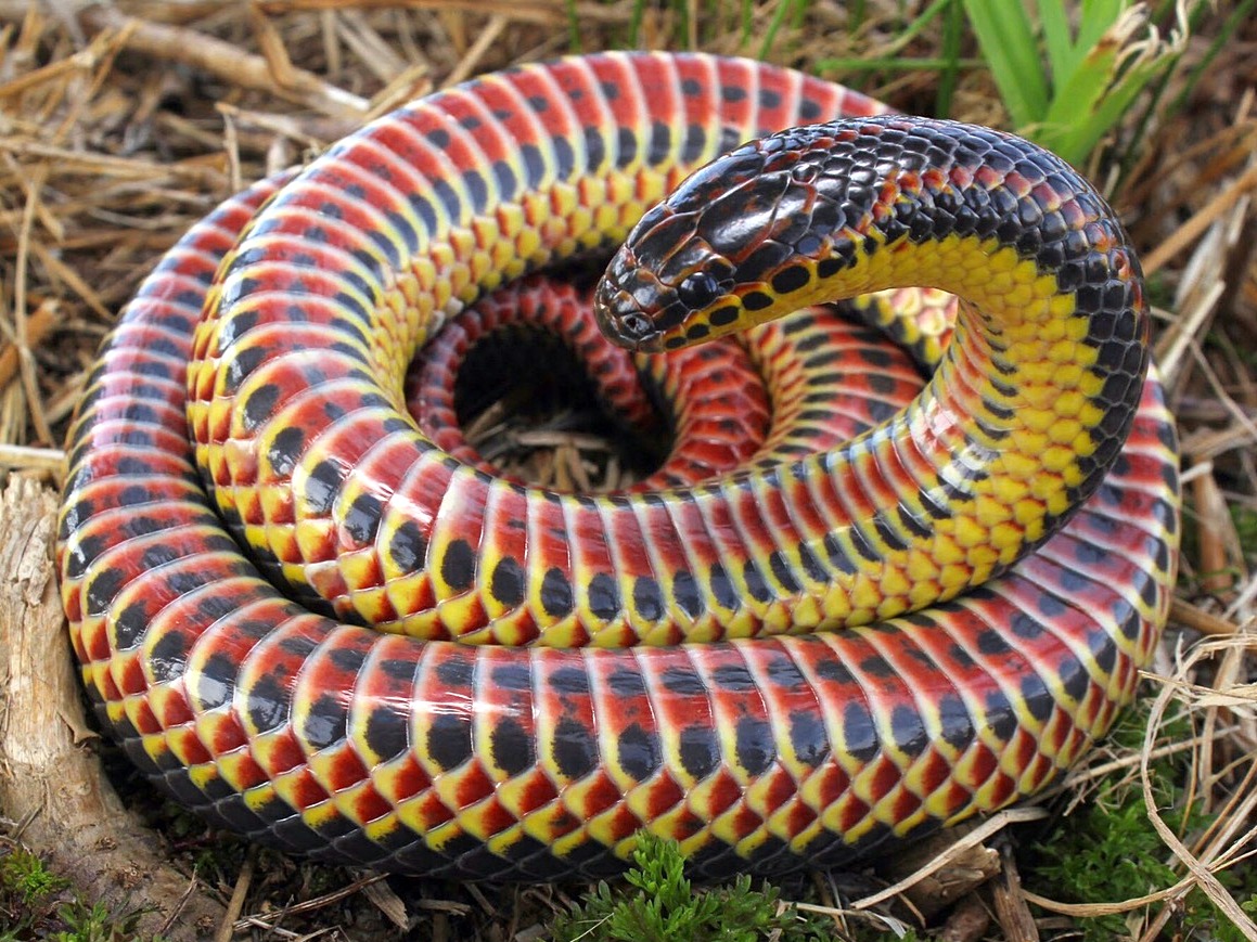 Rainbow-colored snake.