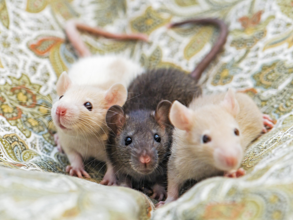 Rat in a cozy bedroom