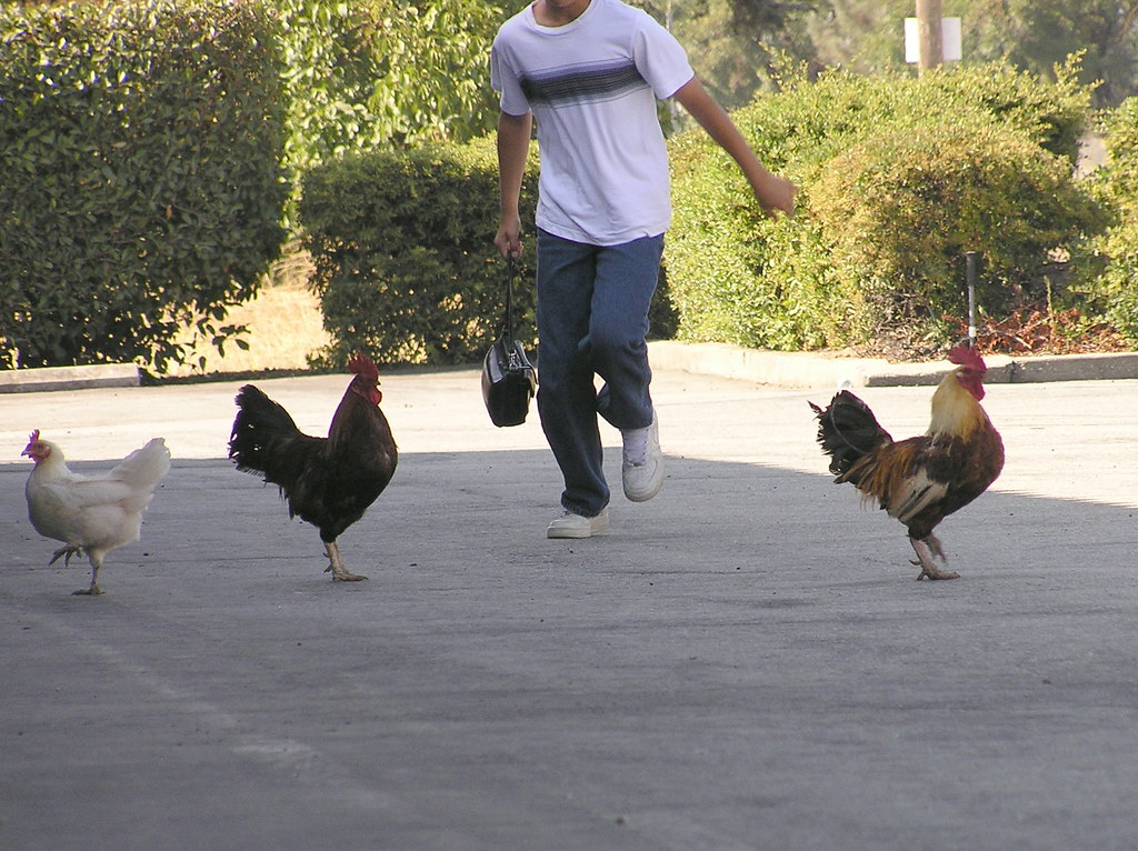 Raw chicken being chased by a person.
