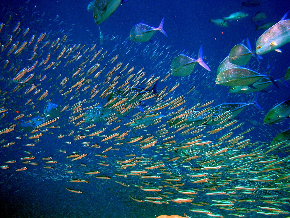 School of predatory fish swimming in the ocean