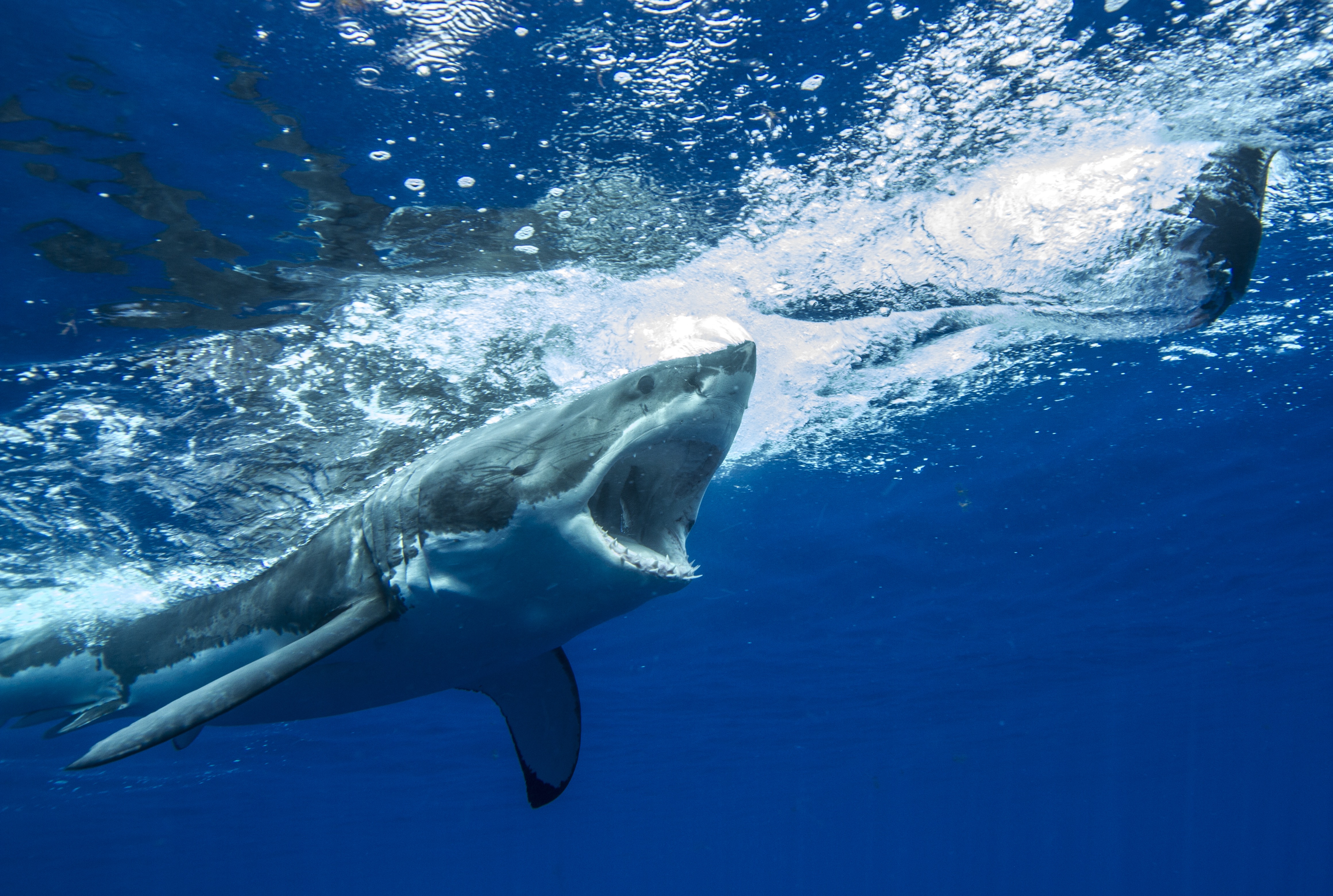Shark chasing prey.