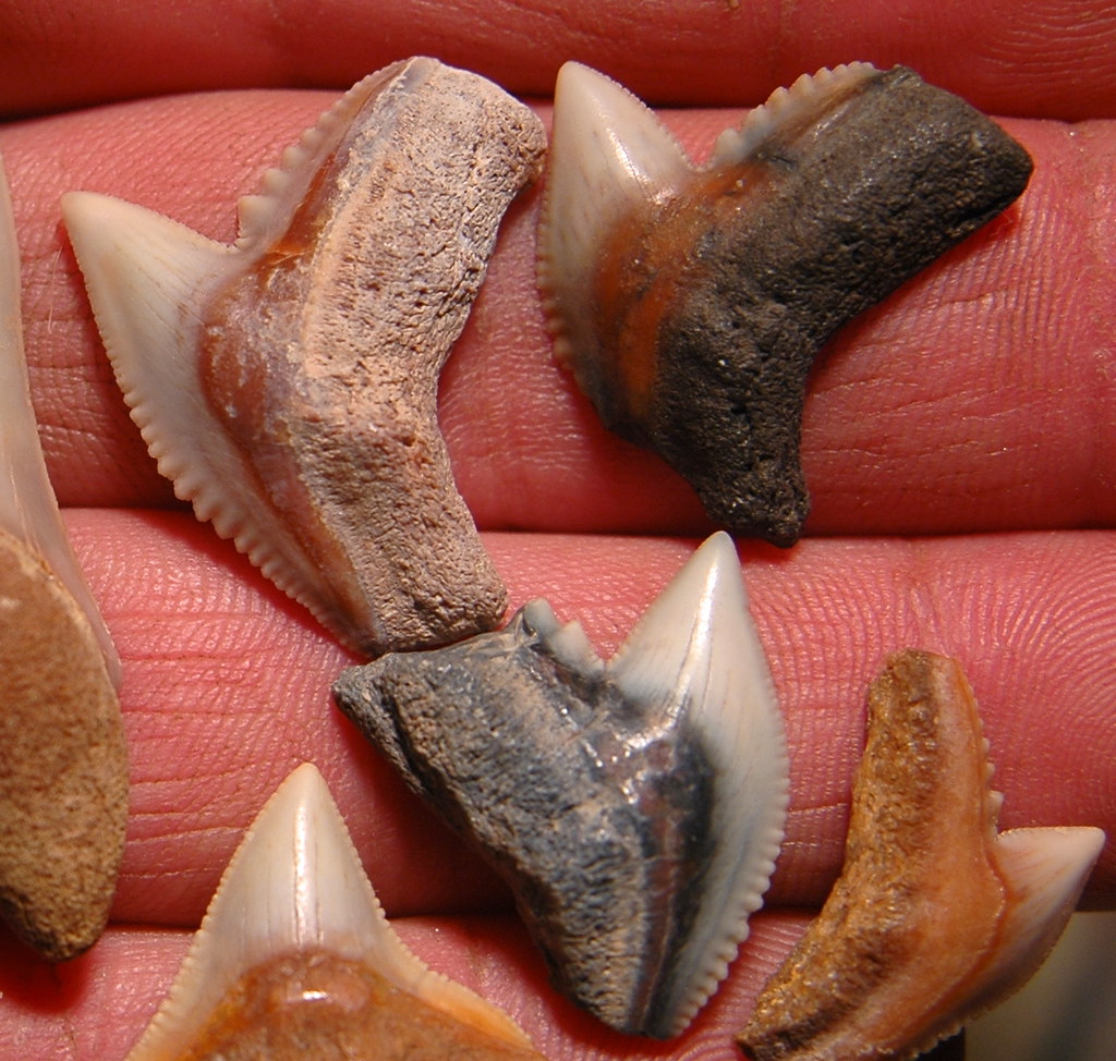 Shark teeth image