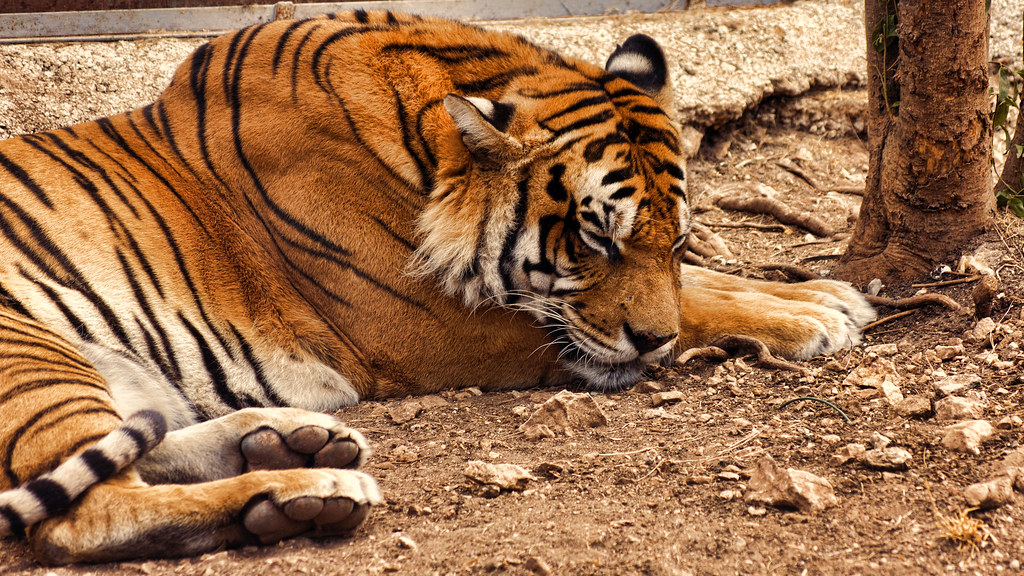 Sleeping tiger in a jungle