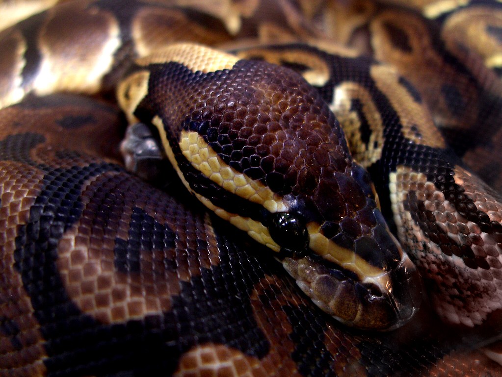 Snake coiled in a menacing position.
