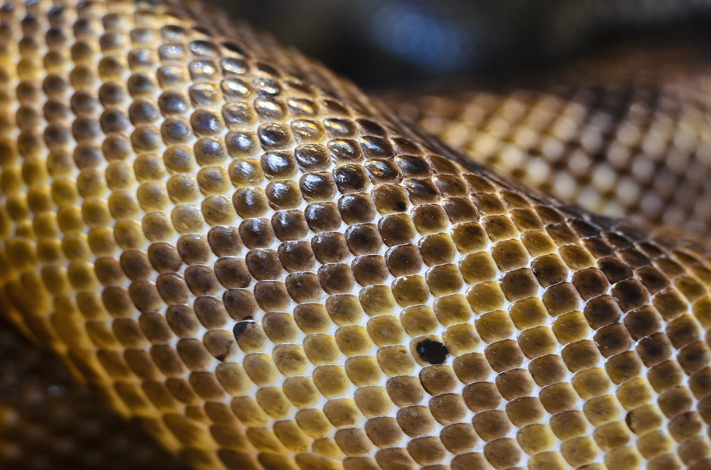 Snake with different colored scales