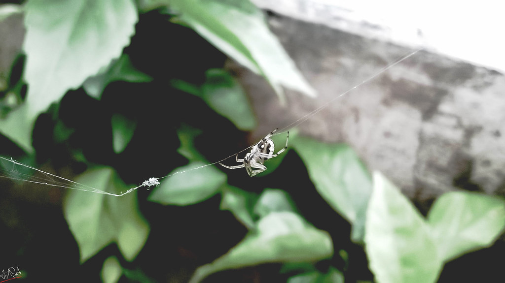 Spider crawling on a web
