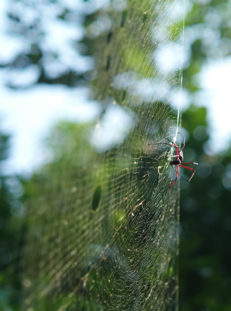 Spider web in a dream