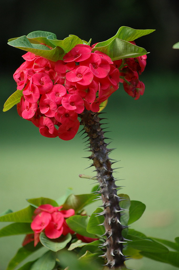 Stalks/Stems and Thorns in Dreams - Image of a bouquet of flowers with thorns