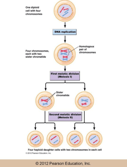The process of meiosis is important for sexual reproduction because it produces gametes with half the number of chromosomes as the parent cell. This reduction in chromosome number is necessary for the fusion of gametes during fertilization, resulting in a zygote with the correct number of chromosomes.

During meiosis, a diploid cell undergoes two rounds of cell division, resulting in four haploid cells. The first division, known as meiosis I, separates homologous pairs of chromosomes, while the
