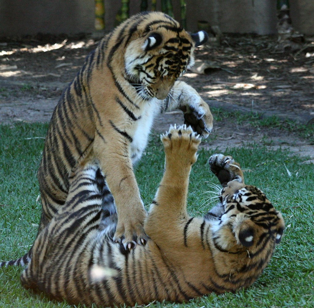 Tiger cubs playing in a dream
