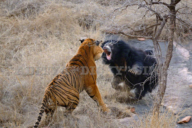 Tiger in a confrontation or battle scene.