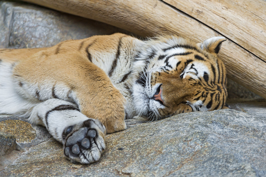 Tiger sleeping peacefully.