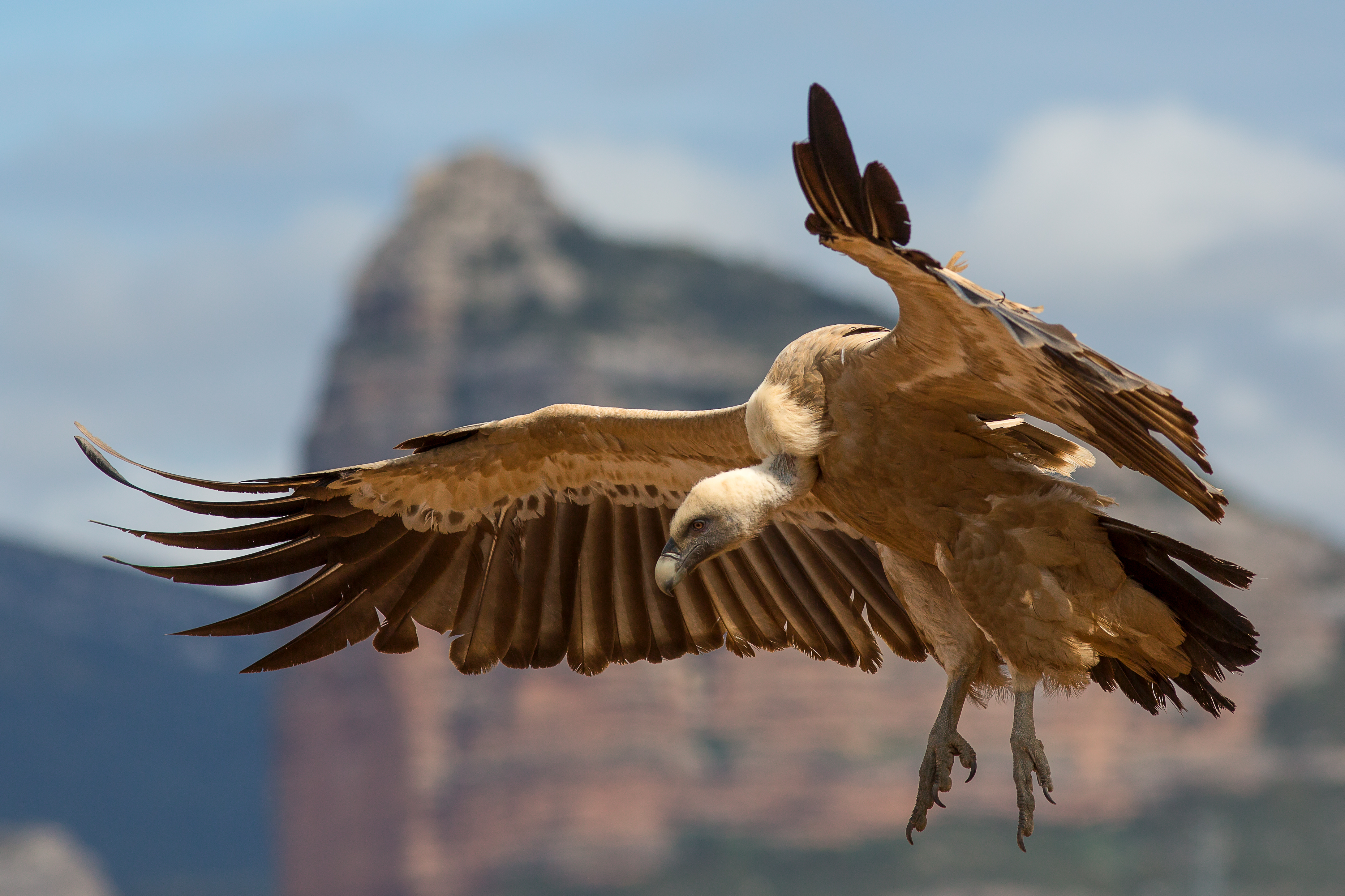 Vulture in flight