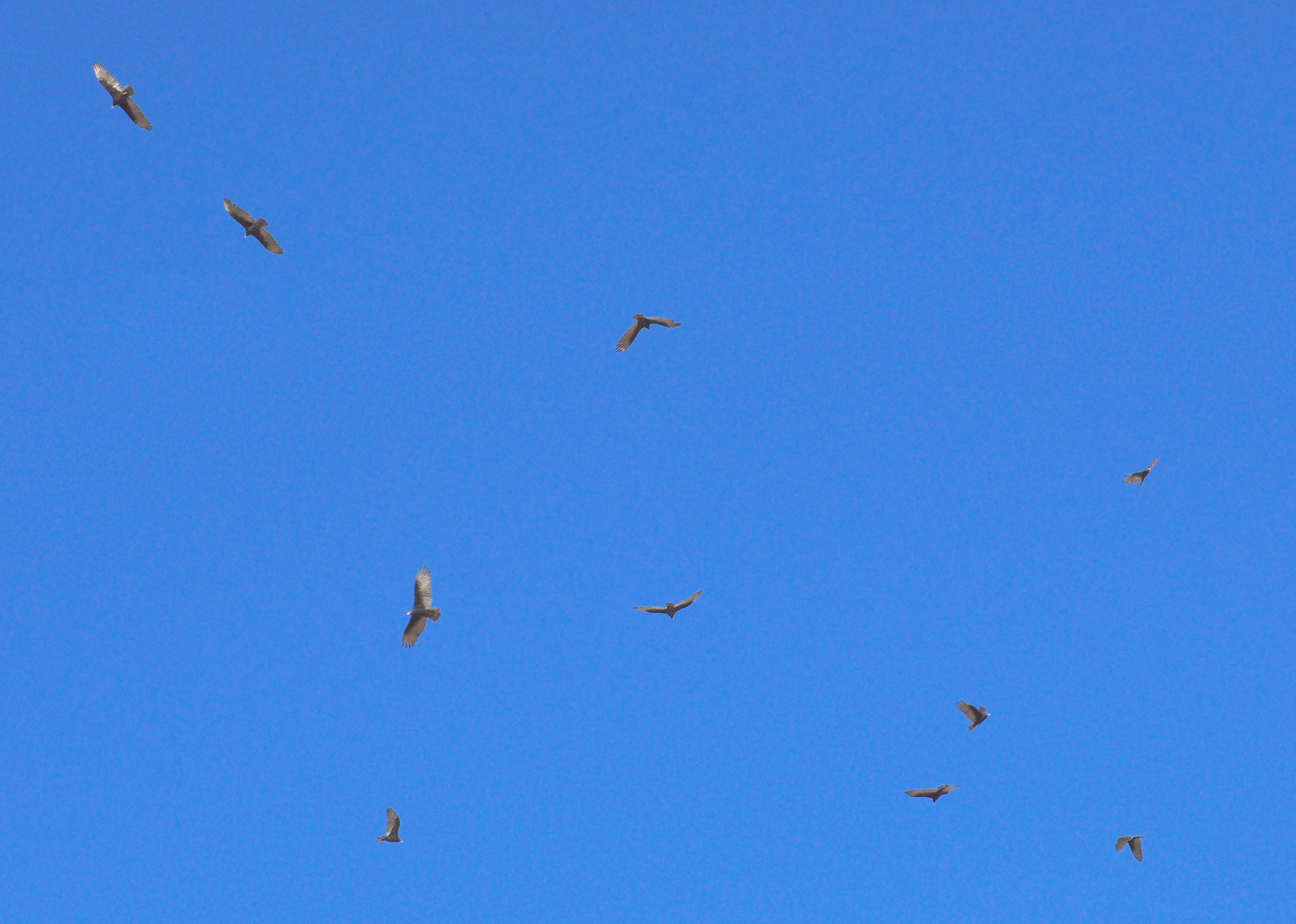 Vultures circling overhead.