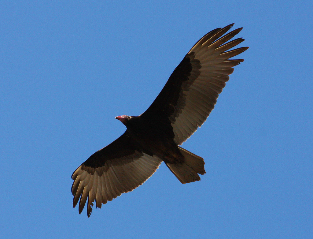 Vultures in flight.