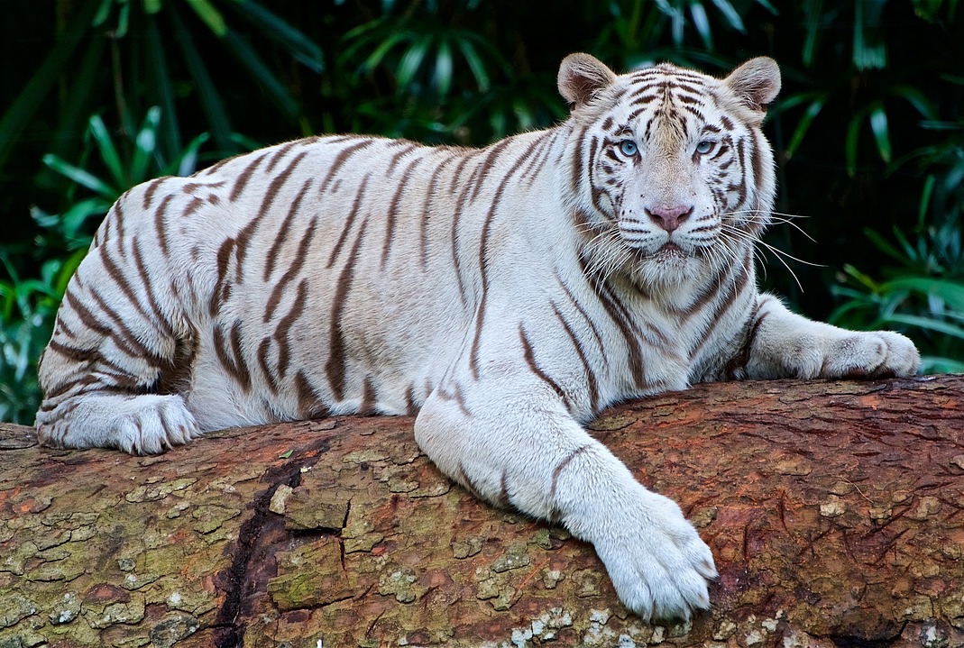 White tiger in a jungle