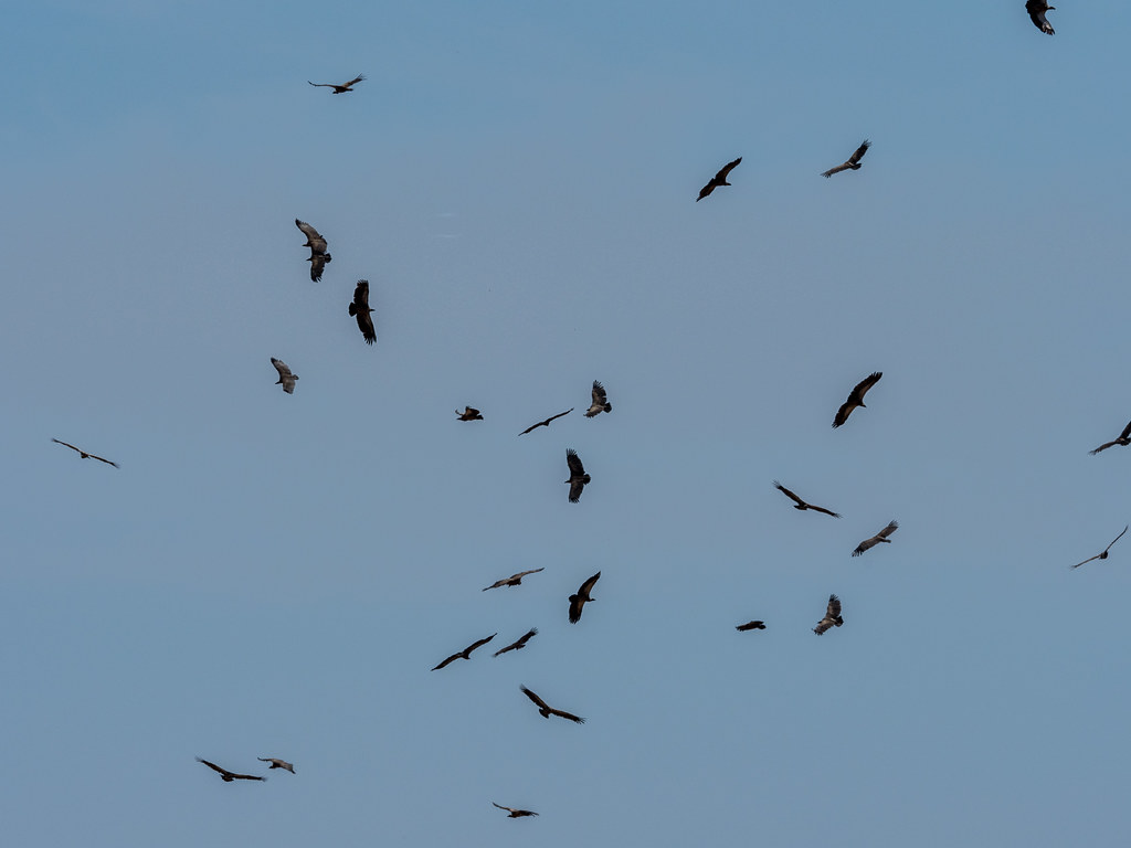 White vultures soaring in the sky.