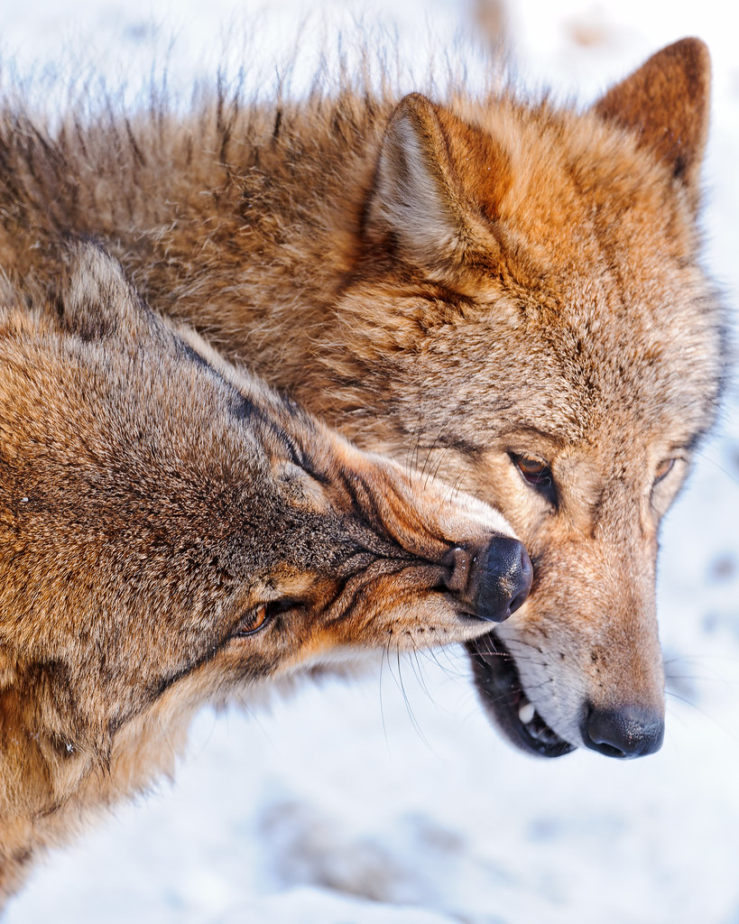 Wolf biting a dreamer